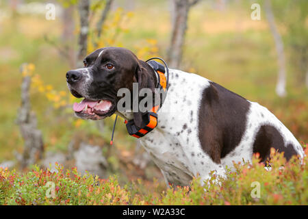 Cane puntatore inglese caccia con GPS tracker Foto Stock