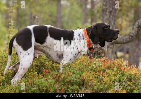 Cane puntatore inglese a caccia nella foresta con gps-tracker Foto Stock