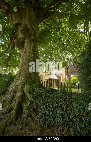 Un grande faggeto fuori dalla Cappella di San Giorgio con tetto di paglia su Langham Lane, ai margini della campagna vicino alla città Dorset di Gillingham. Dorset Inghilterra Foto Stock