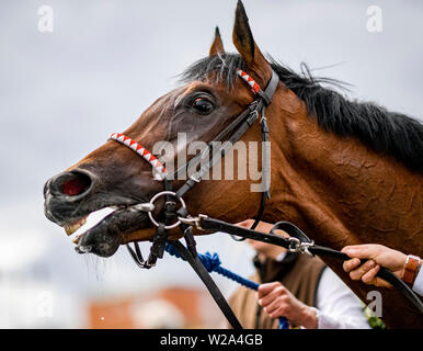 Amburgo, Germania. 07 Luglio, 2019. Corse di cavalli: galoppo, Derby Settimana di Amburgo. Il cavallo "Laccario' vincitore del centocinquantesimo Derby tedesco, è presentato al pubblico dopo la sua vittoria. Credito: Axel Heimken/dpa/Alamy Live News Foto Stock