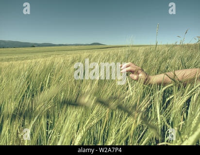 Big Man mano mais in campo. Verde giovane di frumento o orzo calli che cresce in un campo Foto Stock