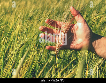 Coltivatore di piante di controllo in campo per la stima del raccolto. Campo di orzo verde spikelets, raccolta di futuro gustosa. Agricoltura Industria Foto Stock