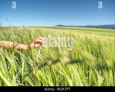 Spikelets verde di orzo in una mano mans, la raccolta, la coltivazione dei cereali in un Agriturismo Agricoltura Foto Stock