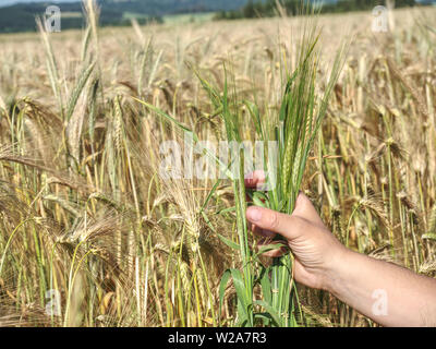 Big Man mano mais in campo. Verde giovane di frumento o orzo calli che cresce in un campo Foto Stock