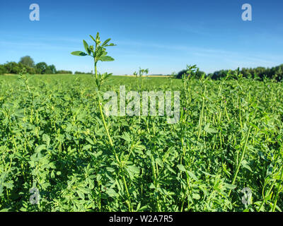 Campo di erba medica in dettaglio del processo di crescita. Campo di erba medica in mattinata estiva a fuoco selettivo Foto Stock