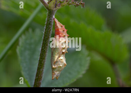 Regno Unito Fauna selvatica: farfalla pavone pupa dopo circa una settimana Foto Stock