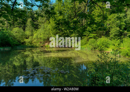 Paesaggio forestale lungo la Neckarsteig a lunga distanza sentiero escursionistico in Germania Foto Stock