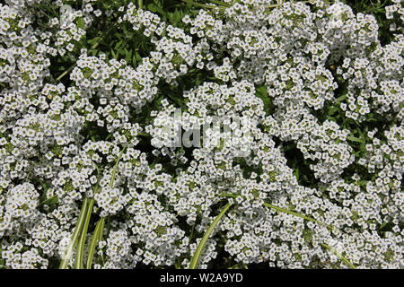 Gypsophila paniculata, bimbo di respiro, comune gypsophila, panicled baby's-breat, fiori di colore bianco Foto Stock