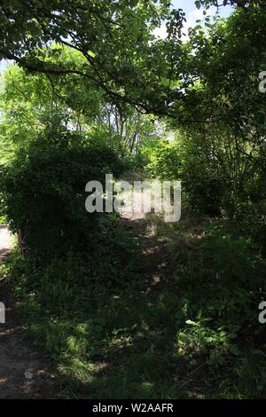 Percorso natura passante su un luminoso giorno d'estate. Foto Stock