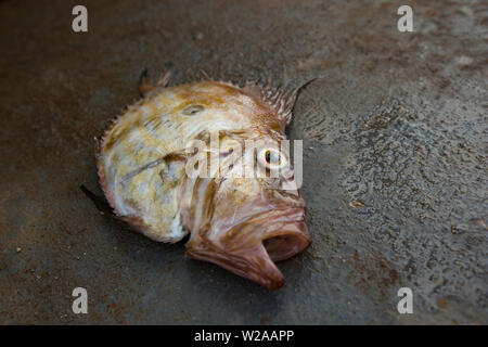 Un John Dory, Zeus Faber, che è stato catturato nel Canale della Manica. Il John Dory è noto anche come San Pietro è il pesce e il segno scuro sui suoi lati è ISC Foto Stock