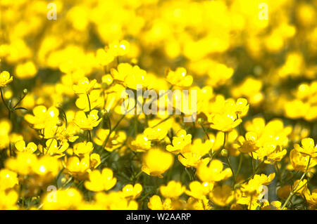 Fiori gialli, campo immagine sfocata Foto Stock