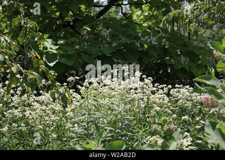 Bella delle boccole con un sacco di piccoli fiori bianchi. Foto Stock