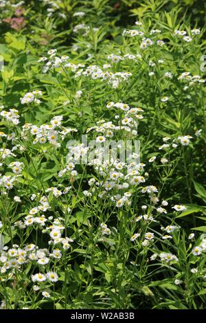 Bella delle boccole con un sacco di piccoli fiori bianchi. Foto Stock
