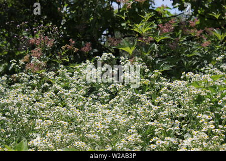 Bella delle boccole con un sacco di piccoli fiori bianchi. Foto Stock