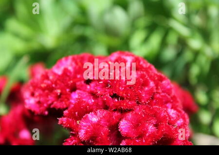 Bella rossa crestato fuzzy cresta di gallo, Celosia argentea var. cristata, crescendo in un giardino sotto il brillante sole estivo. Foto Stock