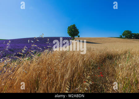 Campi di lavanda in Provenza. Estate Foto Stock