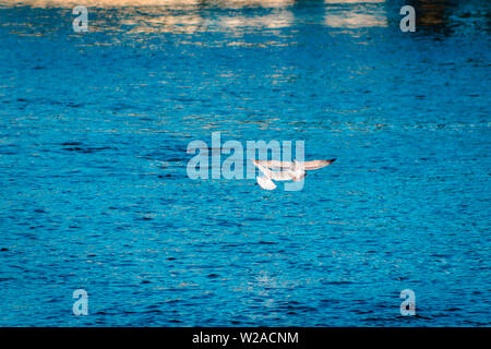 I gabbiani sorvolano il gran fiume Foto Stock