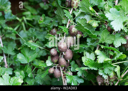 Uva spina americana di muffa, dal fungo Sphaerotheca mors-uvae, provoca macchie brunastre sul uva spina a causa della infezione fungina del frutto; Regno Unito Foto Stock