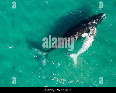 Southern Right whale, Eubalaena australis, veduta aerea della madre e del vitello in poco profonde acque protette del Golfo Nuevo, Penisola di Valdes, Argenti Foto Stock