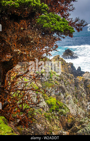 Red cipressi lungo la costa rocciosa con oscillazioni al di là del mare in California. Foto Stock