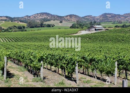 Vigneti, Los Carneros AVA, Napa, California Foto Stock