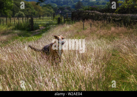 Razza cane che corre attraverso l'erba lunga al sole cercando felice. Regno Unito Foto Stock
