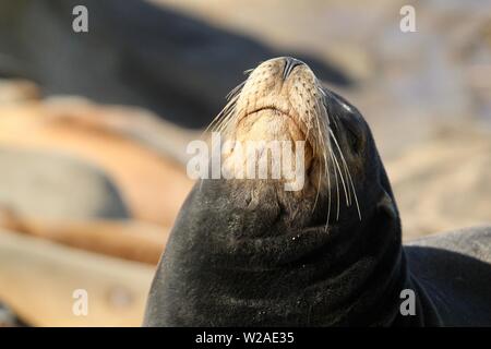 Sea Lion su rocce a La Jolla California Foto Stock