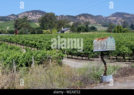 Vigneti, Los Carneros AVA, Napa, California Foto Stock