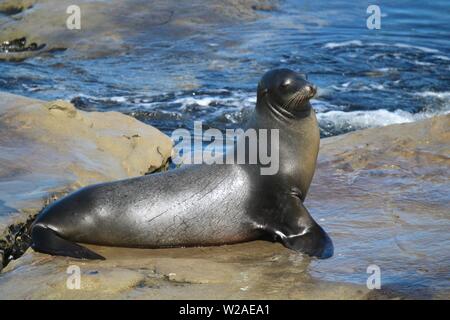 Wild i leoni di mare a La Jolla, San Diego, California Foto Stock