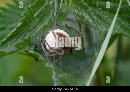 Regno Unito wildlife: Femmina vivaio spider web proteggere un uovo sac dall'interno di un sito web Foto Stock