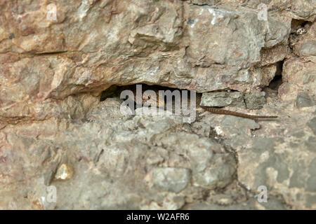 La lucertola che spuntavano di un traferro stretto nella roccia Foto Stock