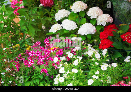 Molti fiori diversi nella parte anteriore del negozio di fiori. Foto Stock