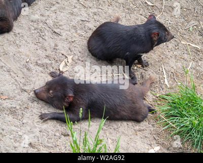 Appoggio Diavolo della Tasmania Foto Stock