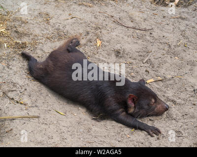 Appoggio Diavolo della Tasmania Foto Stock