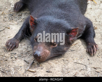 Appoggio Diavolo della Tasmania Foto Stock
