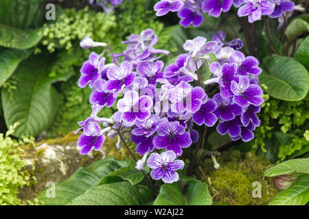 Streptocarpus, luce fiori viola Foto Stock