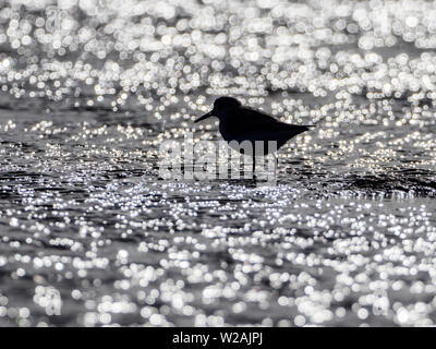 Poco retroilluminato stint (Calidris minuta), Boa Vista, Capo Verde Foto Stock