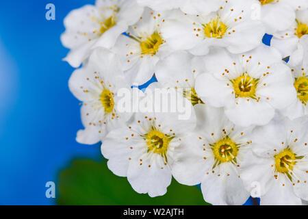 Bianco ornamentali Vanhoutte spirea fiori in dettaglio. Spiraea vanhouttei. Può bush. Romantico closeup di fioritura arbusto a molla sul cielo blu sullo sfondo. Foto Stock