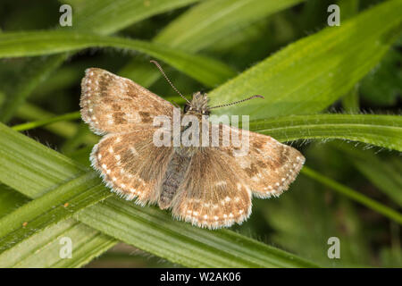 Squallido Skipper (Erynnis tages). Il Dorset, Inghilterra Foto Stock