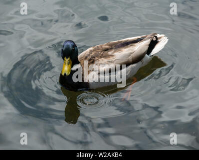 Un maschio (Drake) Mallard Duck (Anas platyrhynchos) galleggiante sul lago di acqua in Inghilterra, Regno Unito Foto Stock