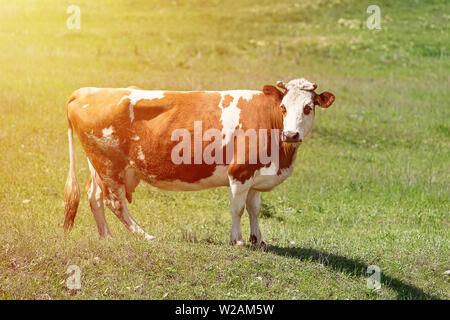 Close-up di bianco e marrone di mucca che stabilisce nel campo verde. Messa a fuoco selezionata e sfondo sfocato. Allevamento di bestiame, allevamento, la produzione di latte e di carne conce Foto Stock