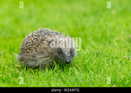 Hedgehog (nome scientifico: Erinaceus europaeus) in giardino. Preso da una nascondiglio di fauna selvatica per monitorare la salute e la popolazione di questo mammifero in declino Foto Stock