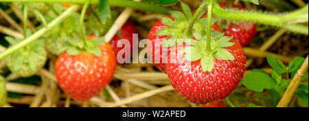 Cinque ripe rosso fragole crescere in strawberry patch, che circonda le fragole sono il verde delle foglie di fragola patch, formato orizzontale Foto Stock