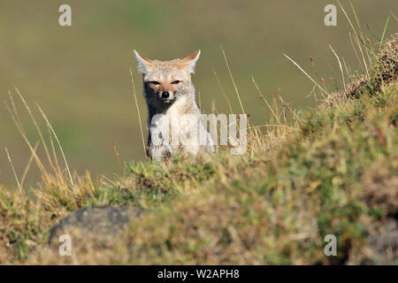 Sud Americana Gray Fox (Lycalopex griseus), o Chilla, seduta in scrublands spazzate dal vento di Torres del Paine Naional Park in Patagonia, Cile Foto Stock