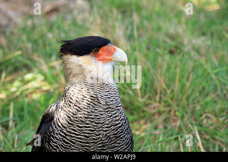 Close up del sud del Crested Caracara (Caracara plancus) seduti nelle praterie del Parco Nazionale Torres del Paine, Patagonia, Cile Foto Stock