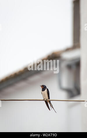 Bellissimo Fienile Swallow (Hirundo rustica) in appoggio su un cavo in strada, la sfocatura dello sfondo con case bianche del comune e copia di spazio. Foto Stock