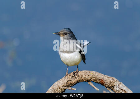 L'Oriental gazza-robin Foto Stock