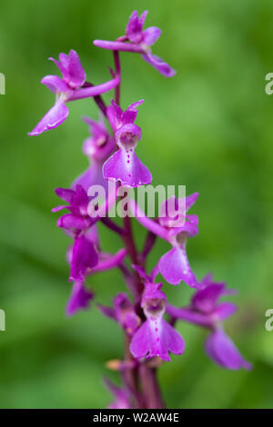 Inizio orchidea viola (Orchis mascula) fiore Foto Stock