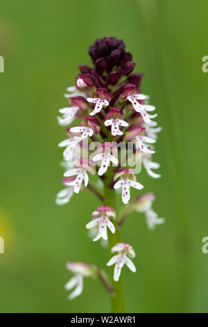 Masterizzati con punta di orchidea (Neotinea ustulata) Fiori Foto Stock