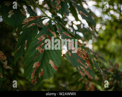 Un closeup shot del cavallo di foglie di castagno che illustra i danni provocati dall'ippocastano foglia falena data mining. Foto Stock